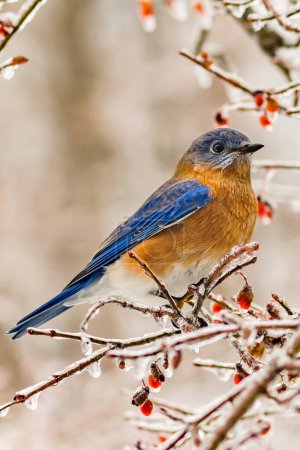 Photo for Eastern Bluebird - Sialia sialis - Royalty Free Image