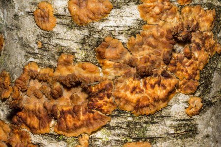 Photo for Wrinkled Crust Fungi - Phlebia radiata - Royalty Free Image