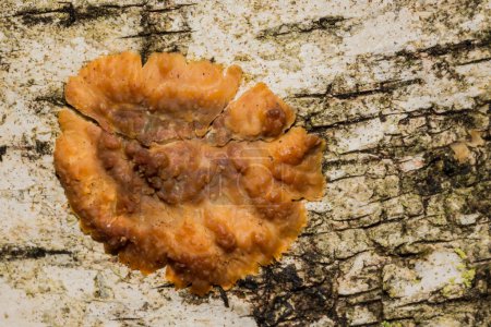 Photo for Wrinkled Crust Fungi - Phlebia radiata - Royalty Free Image