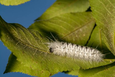 Photo for Hickory Tussock Moth Caterpillar - Lophocampa caryae - Royalty Free Image