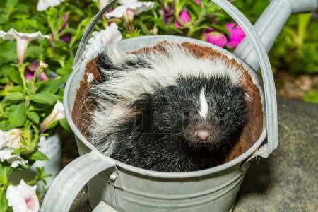 Photo for Baby Skunk hiding in a watering can - Royalty Free Image