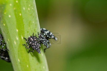 Spotted Lanternfly Nymph - Lycorma delicatula
