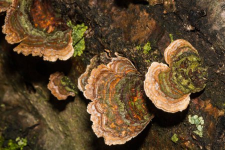Photo for False Turkey Tail Fungi - Stereum ostrea - Royalty Free Image