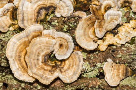 Photo for Ochre Bracket Fungi - Trametes ochracea - Royalty Free Image