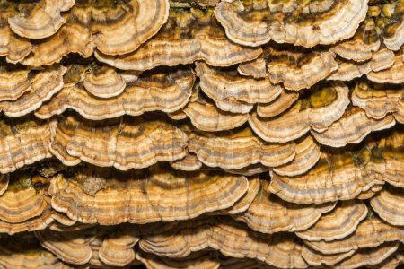 Photo for Turkey Tail Fungi - Trametes versicolor - Royalty Free Image