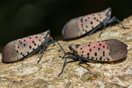Photo for Spotted Lanternfly - Lycorma delicatula - Royalty Free Image