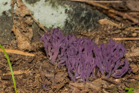 Photo for Violet Coral Fungus - Clavaria zollingeri - Royalty Free Image