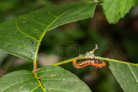 Photo for Poison Ivy Sawfly Larvae - Arge Humeralis - Royalty Free Image