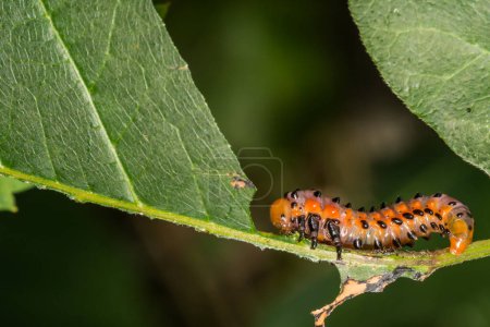 Photo for Poison Ivy Sawfly Larvae - Arge Humeralis - Royalty Free Image
