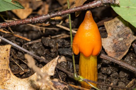 Photo for Witch's Hat Mushroom - Hygrocybe conica - Royalty Free Image