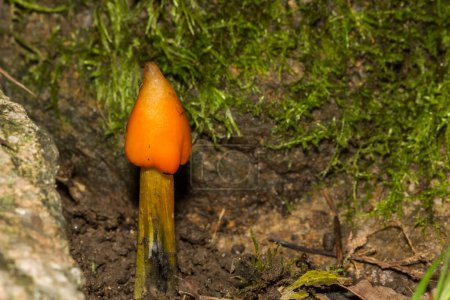 Photo for Witch's Hat Mushroom - Hygrocybe conica - Royalty Free Image