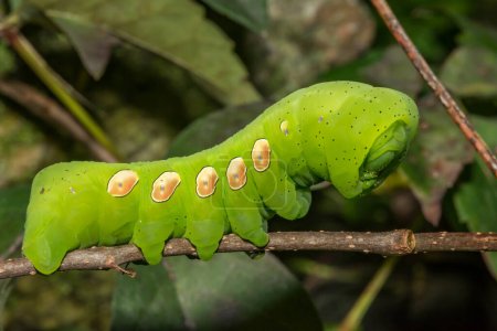 Photo for Pandora Sphinx Caterpillar - Eumorpha pandorus - Royalty Free Image