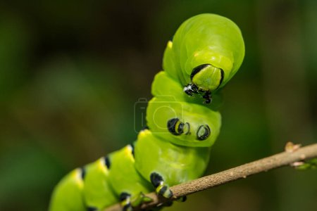 Photo for Laurel Sphinx Caterpillar - Sphinx kalmiae - Royalty Free Image