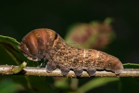 Photo for Eastern Tiger Swallowtail Caterpillar - Papilio glaucus - Royalty Free Image