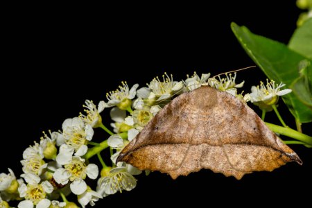Photo for Curve-toothed Geometer - Eutrapela clemataria - Royalty Free Image