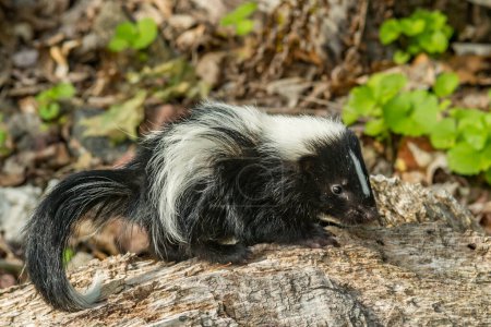Téléchargez les photos : Kit Skunk rayé dans le jardin - en image libre de droit
