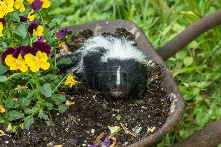 Photo for Striped Skunk Kit in the Garden - Royalty Free Image