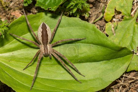 Téléchargez les photos : Nursery Web Spider - Pisaurina mira - en image libre de droit