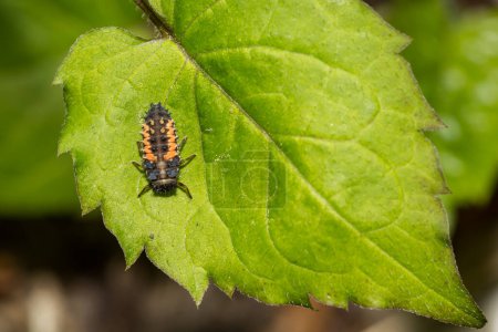 Foto de Escarabajo asiático multicolor Larva - Harmonia axyridis - Imagen libre de derechos