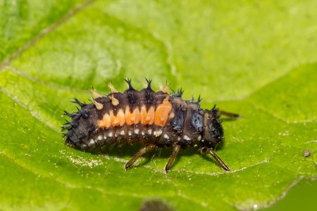 Photo for Asian Multi-colored Lady Beetle Larva - Harmonia axyridis - Royalty Free Image