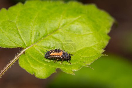 Photo for Asian Multi-colored Lady Beetle Larva - Harmonia axyridis - Royalty Free Image