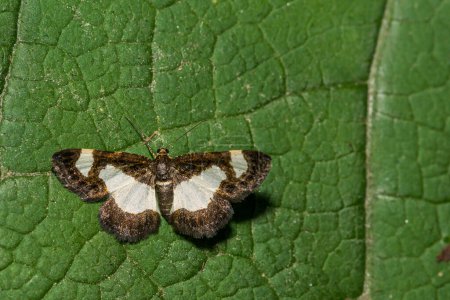 Photo for Common Spring Moth - Heliomata cycladata - Royalty Free Image