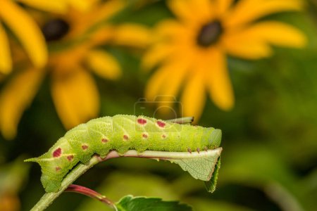 Photo for Small-eyed Sphinx Caterpillar - Paonias myops - Royalty Free Image