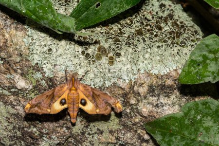 Photo for Small-eyed Sphinx Moth - Paonias myops - Royalty Free Image