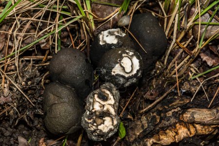 Photo for Dead Man's Fingers - Xylaria polymorpha - Royalty Free Image