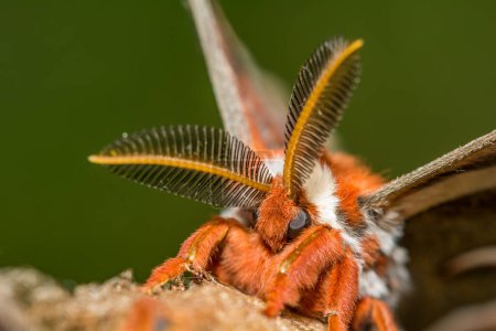 Téléchargez les photos : Teigne du céciphe - Hyalophora cecropia - en image libre de droit