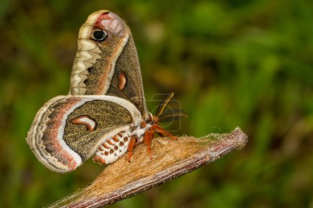 Photo for Cecropia Moth - Hyalophora cecropia - Royalty Free Image