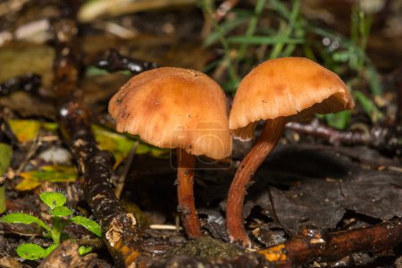 Photo for Deceiver Mushroom - Laccaria laccata - Royalty Free Image