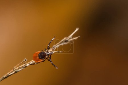 Photo for Deer Tick Questing - Ixodes scapularis - Royalty Free Image