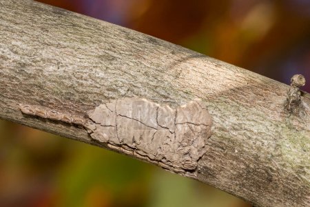 Téléchargez les photos : Spotted Lanternfly Egg Mass - Lycorma delicatula - en image libre de droit