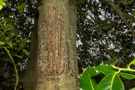 Gelbbauchunke Sapsucker Baum beschädigt