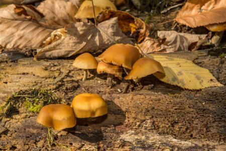 Photo for Funeral Bell Mushrooms - Galerina marginata - Royalty Free Image
