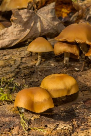 Photo for Funeral Bell Mushrooms - Galerina marginata - Royalty Free Image