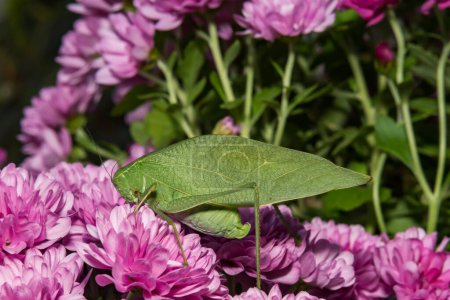 Téléchargez les photos : Katydid à ailes larges - Microcentrum rhombifolium - en image libre de droit