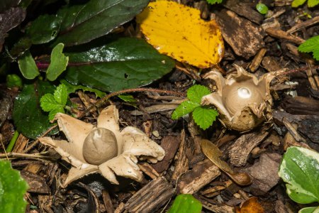 Photo for Collared Earthstar - Geastrum triplex - Royalty Free Image