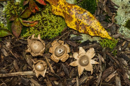 Photo for Collared Earthstar - Geastrum triplex - Royalty Free Image