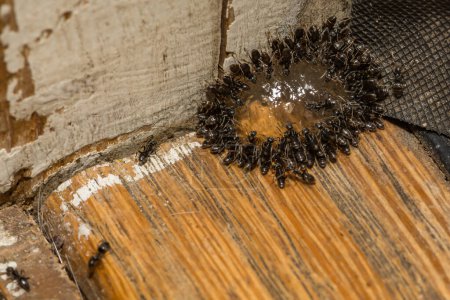 Photo for Odorous House Ants feeding on Ant Gel Bait - Royalty Free Image