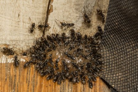 Photo for Odorous House Ants feeding on Ant Gel Bait - Royalty Free Image