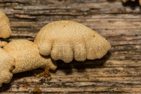Bitter Oyster Fungus - Panellus stipticus
