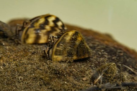 Zebramuschel - Dreissena polymorpha