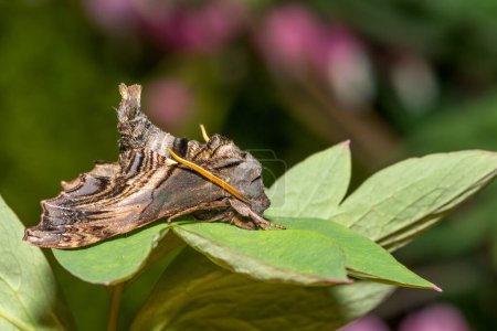 Abbott's Sphinx Moth - Sphecodina abbottii
