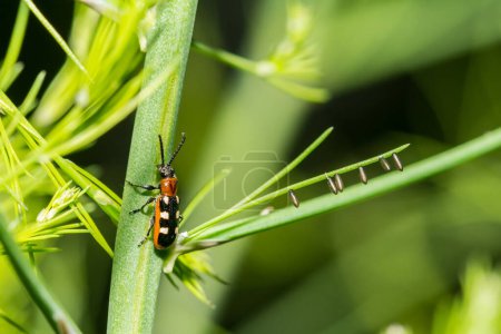 Common Asparagus Beetle - Crioceris asparagi