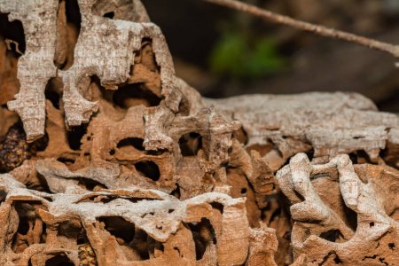 Galerías de hormigas carpinteras en un árbol caído