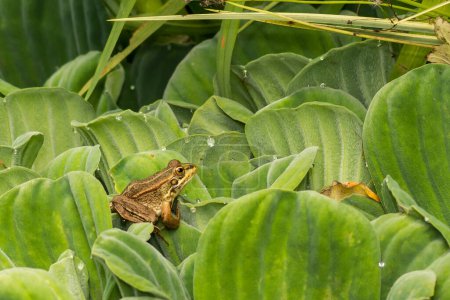 Iberian Green Frog - Pelophylax perezi