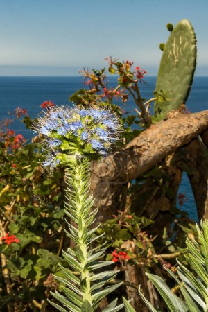 Orgullo de Madeira - Echium candicans
