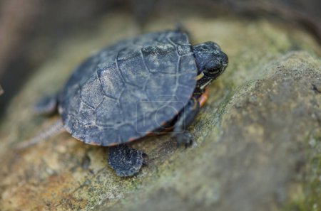 This little turtle was posing beautifully for this macro photo, I couldn't help but capture this photo. 